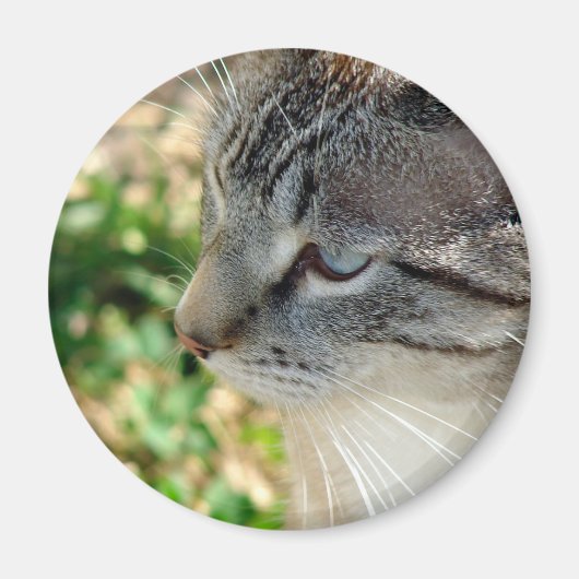 Blue Eyes Kitty Magnet (Vorne)