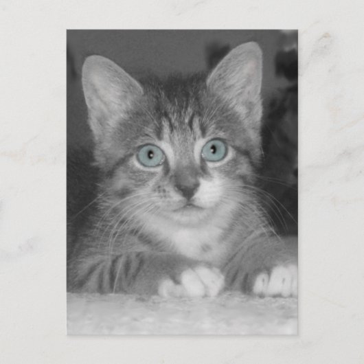 Blue Eyes Postcard Postkarte (Vorderseite)