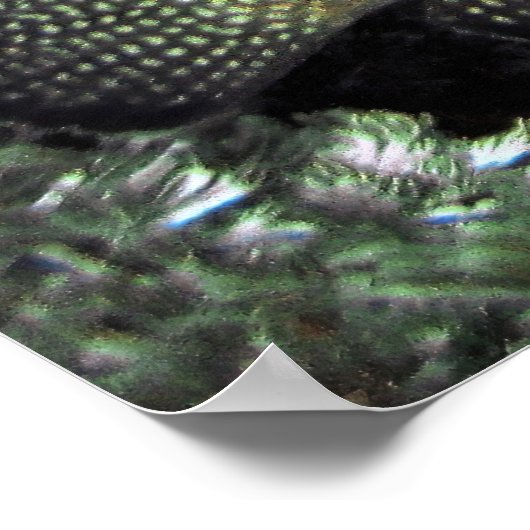 Blue Face Angelfish Poster (Ecke)