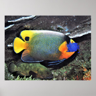 Blue Face Angelfish Poster
