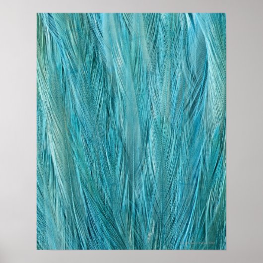 Blue Feathers Poster (Vorne)