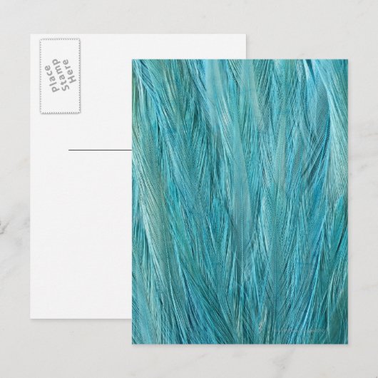 Blue Feathers Postkarte (Vorne/Hinten)