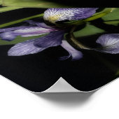 Blue Flag Iris Blume Abstrakt Poster (Ecke)