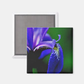 Blue Flag Iris Blume Nah Up Magnet (Vorderseite/Rückseite)
