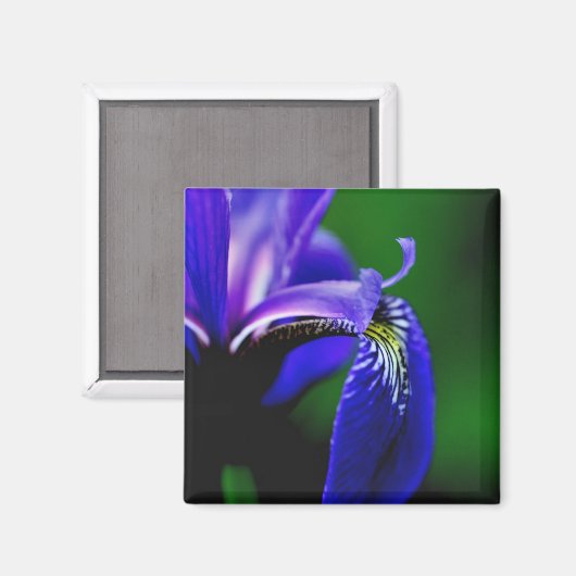 Blue Flag Iris Blume Nah Up Magnet (Vorderseite/Rückseite)