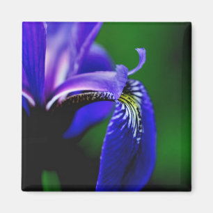 Blue Flag Iris Blume Nah Up Magnet