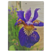 Blue Flag Iris Fleur de Lys French Canada Quebec Klemmbrett (Rückseite)