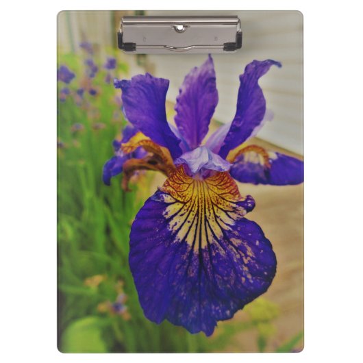 Blue Flag Iris Fleur de Lys French Canada Quebec Klemmbrett (Vorderseite)