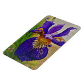Blue Flag Iris Fleur de Lys French Canada Quebec Magnet (Linke Seite)