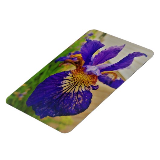 Blue Flag Iris Fleur de Lys French Canada Quebec Magnet (Linke Seite)
