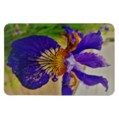 Blue Flag Iris Fleur de Lys French Canada Quebec Magnet (Horizontal)