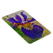 Blue Flag Iris Fleur de Lys French Canada Quebec Magnet (Rechte Seite)