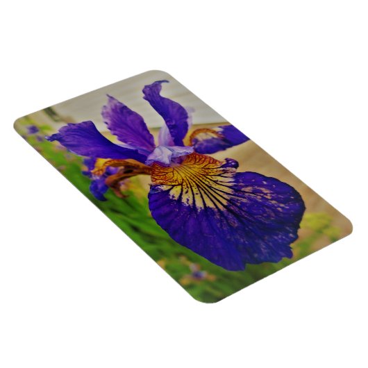 Blue Flag Iris Fleur de Lys French Canada Quebec Magnet (Rechte Seite)