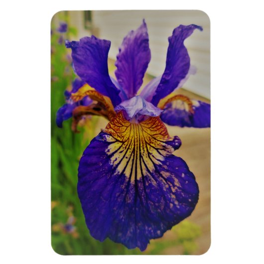 Blue Flag Iris Fleur de Lys French Canada Quebec Magnet (Vertikal)