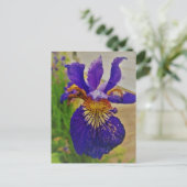 Blue Flag Iris Fleur de Lys French Canada Quebec Postkarte (Stehend Vorderseite)