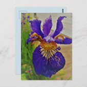 Blue Flag Iris Fleur de Lys French Canada Quebec Postkarte (Vorne/Hinten)