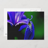 Blue Flag Iris Flower Fotokarte Postkarte (Vorne/Hinten)