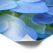 Blue Floral Hydrangeas Blume Fotodruck (Ecke)