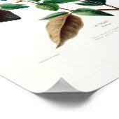 Blue Floral Le Colant Plombayo Flore D Amerique Poster (Ecke)