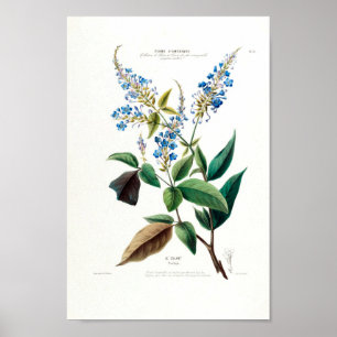 Blue Floral Le Colant Plombayo Flore D Amerique Poster