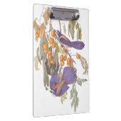 Blue Florida Scrub Jay Audubon Birnen mit Orangen Klemmbrett (Rechts)