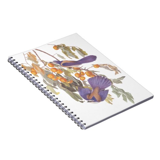 Blue Florida Scrub Jay Audubon Birnen mit Orangen Notizblock (Rechte Seite)