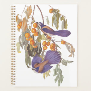 Blue Florida Scrub Jay Audubon Birnen mit Orangen Planer