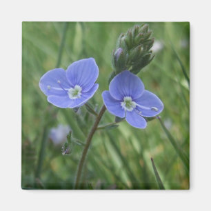 Blue Flowers Magnet