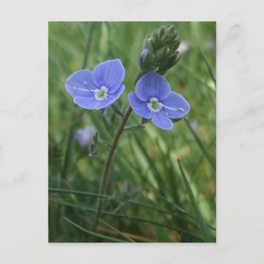 Blue Flowers Postcard Postkarte (Vorderseite)