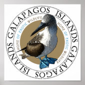 Blue Footed Booby Poster (Vorne)