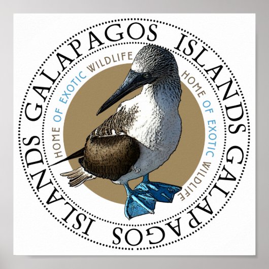 Blue Footed Booby Poster (Vorne)