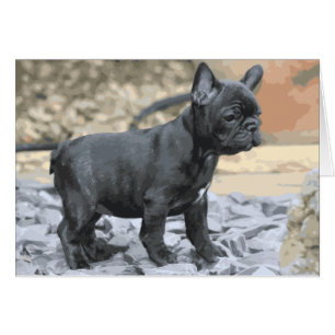 BLUE FRENCHIE