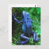 blue-frog-1.jpg postkarte (Vorne/Hinten)