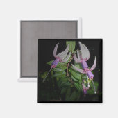 Blue Fushia Magnet (Vorderseite/Rückseite)