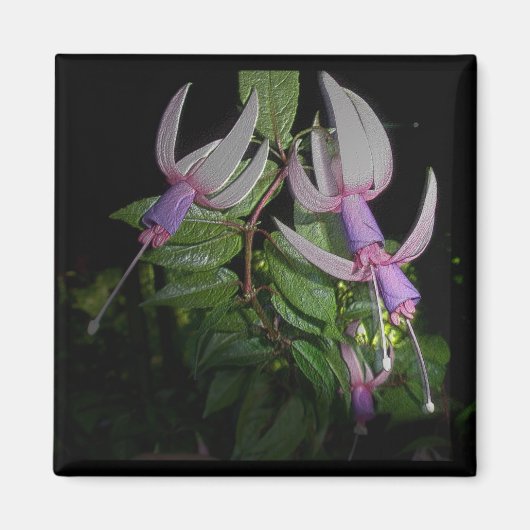 Blue Fushia Magnet (Vorne)