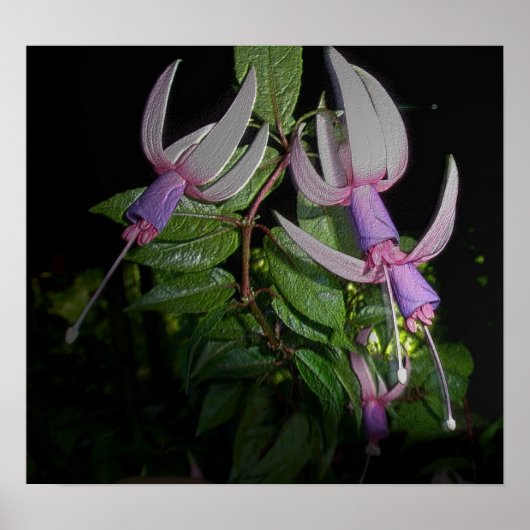 Blue Fushia Poster (Vorne)