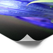 Blue Gentian Blume Poster (Ecke)