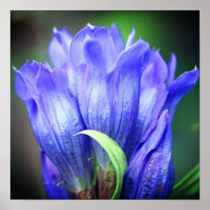 Blue Gentian Blume Poster