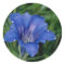 Blue Gentian Blume