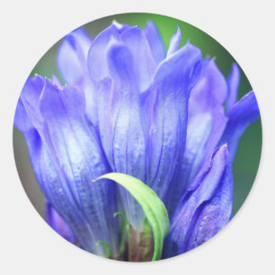 Blue Gentian Blume Runder Aufkleber