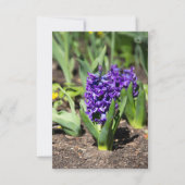 Blue Geocinth im Frühjahr (Vorderseite)