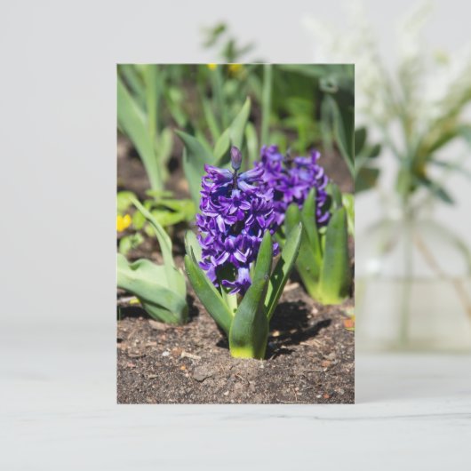 Blue Geocinth im Frühjahr (Stehend Vorderseite)