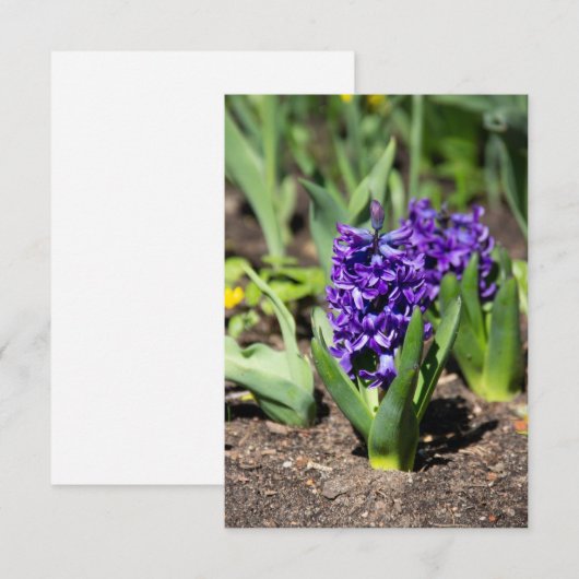 Blue Geocinth im Frühjahr (Vorne/Hinten)