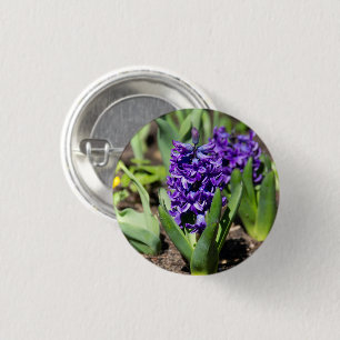 Blue Geocinth im Frühjahr Button