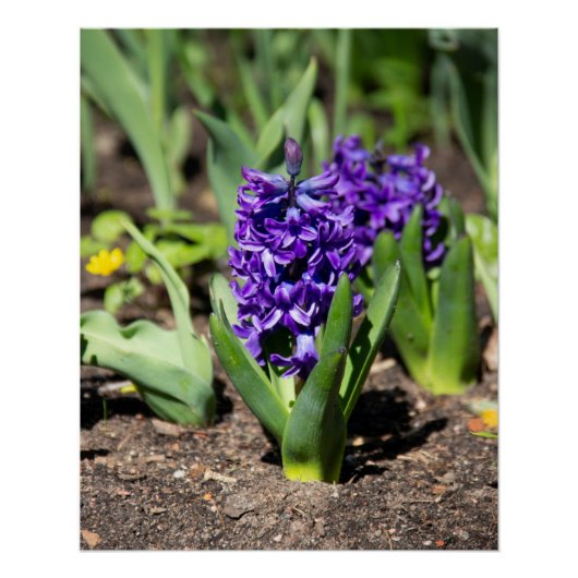 Blue Geocinth im Frühjahr Foto Print Poster (Vorderseite)