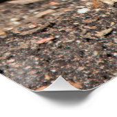 Blue Geocinth im Frühjahr Foto Print Poster (Ecke)