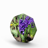 Blue Geocinth im Frühjahr Fotoblock (Rechts)