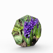 Blue Geocinth im Frühjahr Fotoblock (Links)