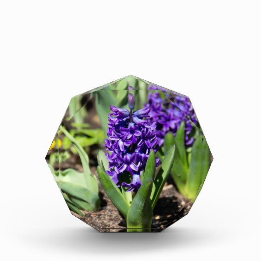 Blue Geocinth im Frühjahr Fotoblock (Vorderseite)