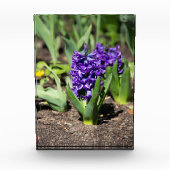 Blue Geocinth im Frühjahr Fotoblock (Vorderseite)